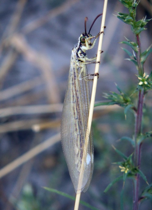 Spagna: La regione  de Monegros, paradiso entomologico